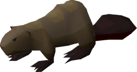 Beaver pet