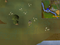 Easy Clue Scroll Maps