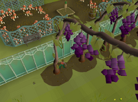 Harvesting grape vines.png