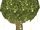 Magic tree