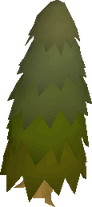 Arctic Pine