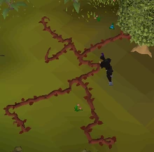 The red vine is large.