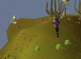 Big Chompy Bird Hunting