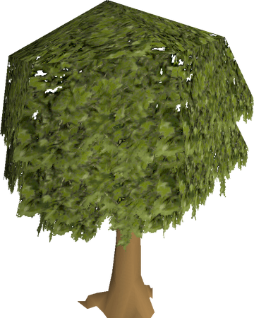 Oak Tree Old School Runescape Wiki Fandom Oak Tree Old School Runescape Wiki Fandom