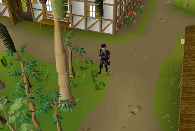 Pineapple plant - OSRS Wiki