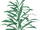 Rosemary