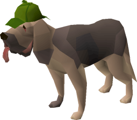 Bloodhound pet