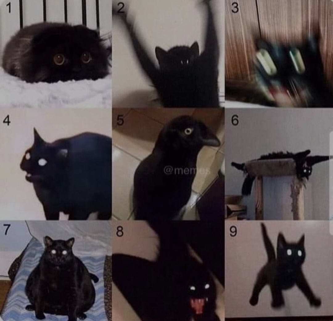 On a scale of cat | Fandom