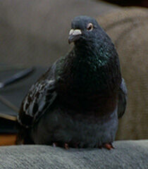 Pigeon-female-dr-dolittle-2.6.jpg