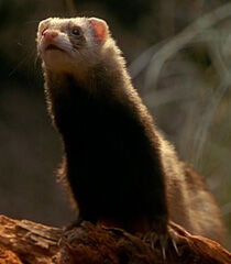 Lennie-the-weasel-dr-dolittle-2-7.88.jpg