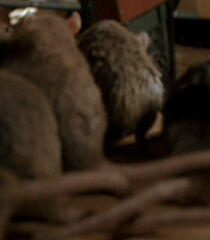 Rat-kids-garfield-the-movie-47.9.jpg