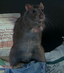 Rat-1-dr-dolittle-14.6.jpg
