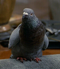 Pigeon-male-dr-dolittle-66.8.jpg
