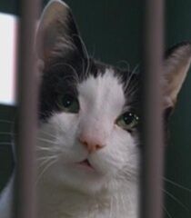Persnikitty.jpg