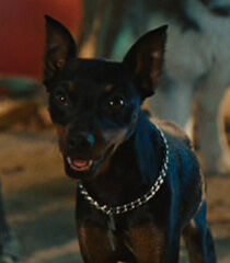 Lightning-marmaduke-79.5.jpg