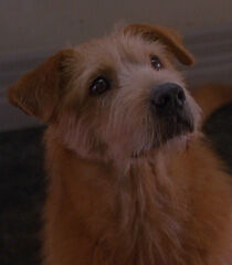 Lucky-dr-dolittle-2-22.jpg