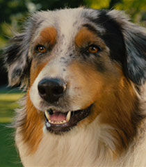 Mazie-marmaduke-4.36.jpg