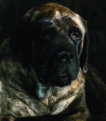 Chupadogra-marmaduke-8.16.jpg
