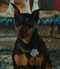 Thunder-marmaduke-42.6.jpg