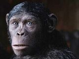 Blue Eyes (20th Century Fox and Chernin's Planet of the Apes)