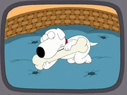 Puppyvid.png (358 KB) Brian as a puppy