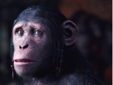 Cornelia (20th Century Fox and Chernin's Planet of the Apes)