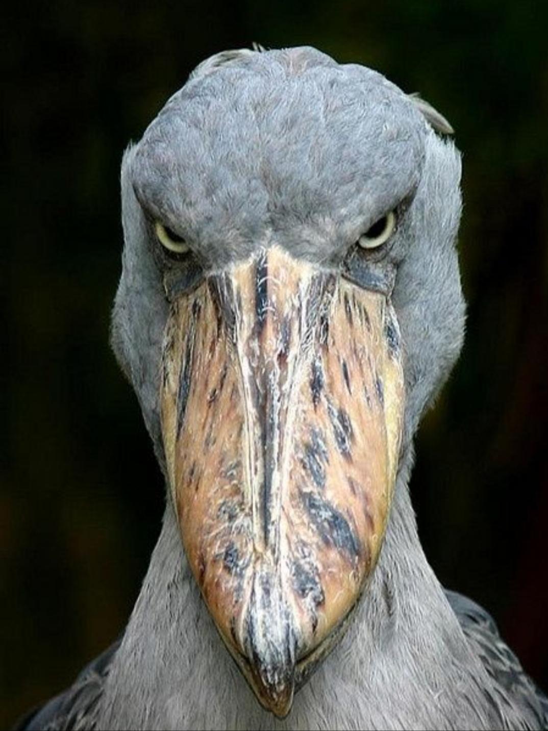 特撮 Shoebill 658 Shoebill Stock Photos, High-Res Pictures, and Images