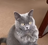 Flame486's avatar