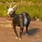 Adam9836's avatar