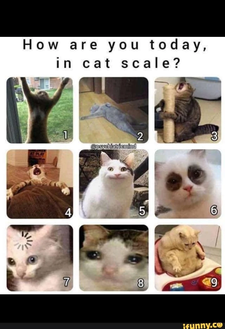 what cat are you Fandom