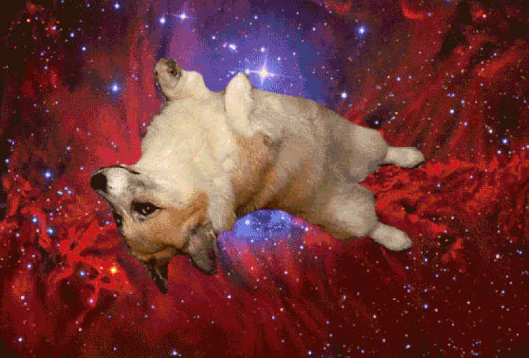 Discuss Everything About Dogs in Space Wiki Fandom