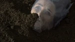 Renee-buried.jpg