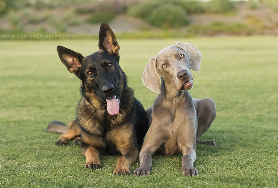 weimaraner german shepherd mix puppies