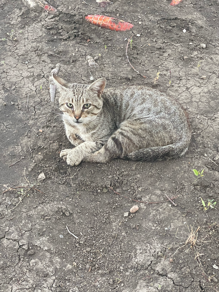 Кот не может помочиться - болезни домашних животных