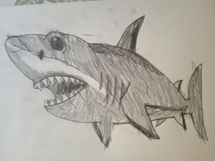 My Sketch Of A Megalodon Shark Fandom