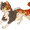 Demon as a Fox