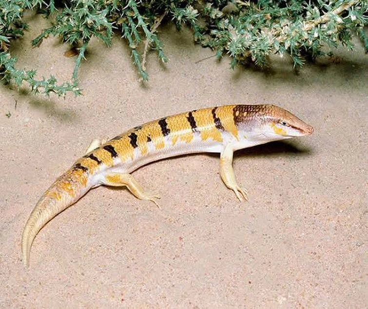 Give me random amphibians! | Fandom