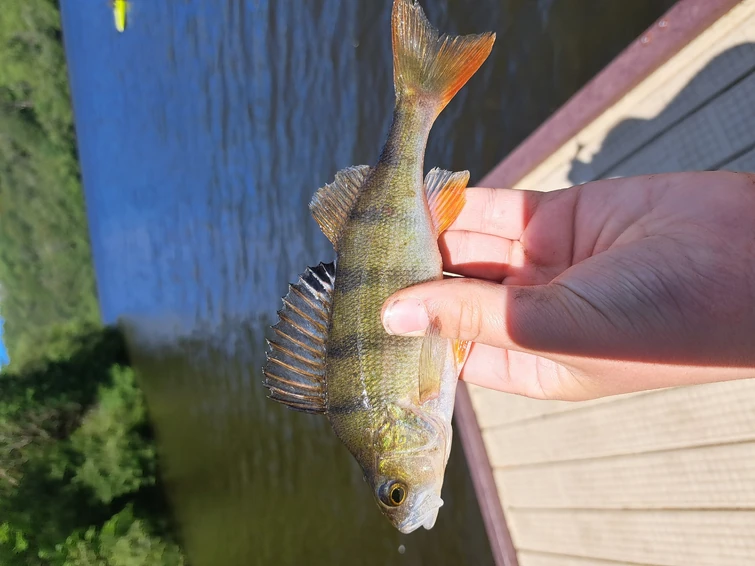 Fishing results (irl fish) | Fandom