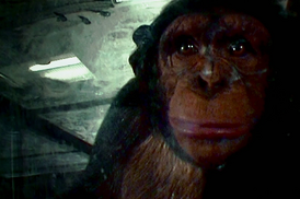 Infechimp.png