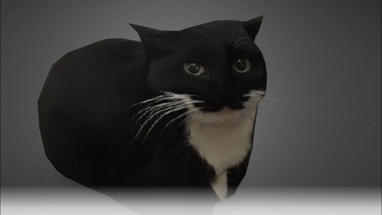 Мем с котом который крутится под музыку