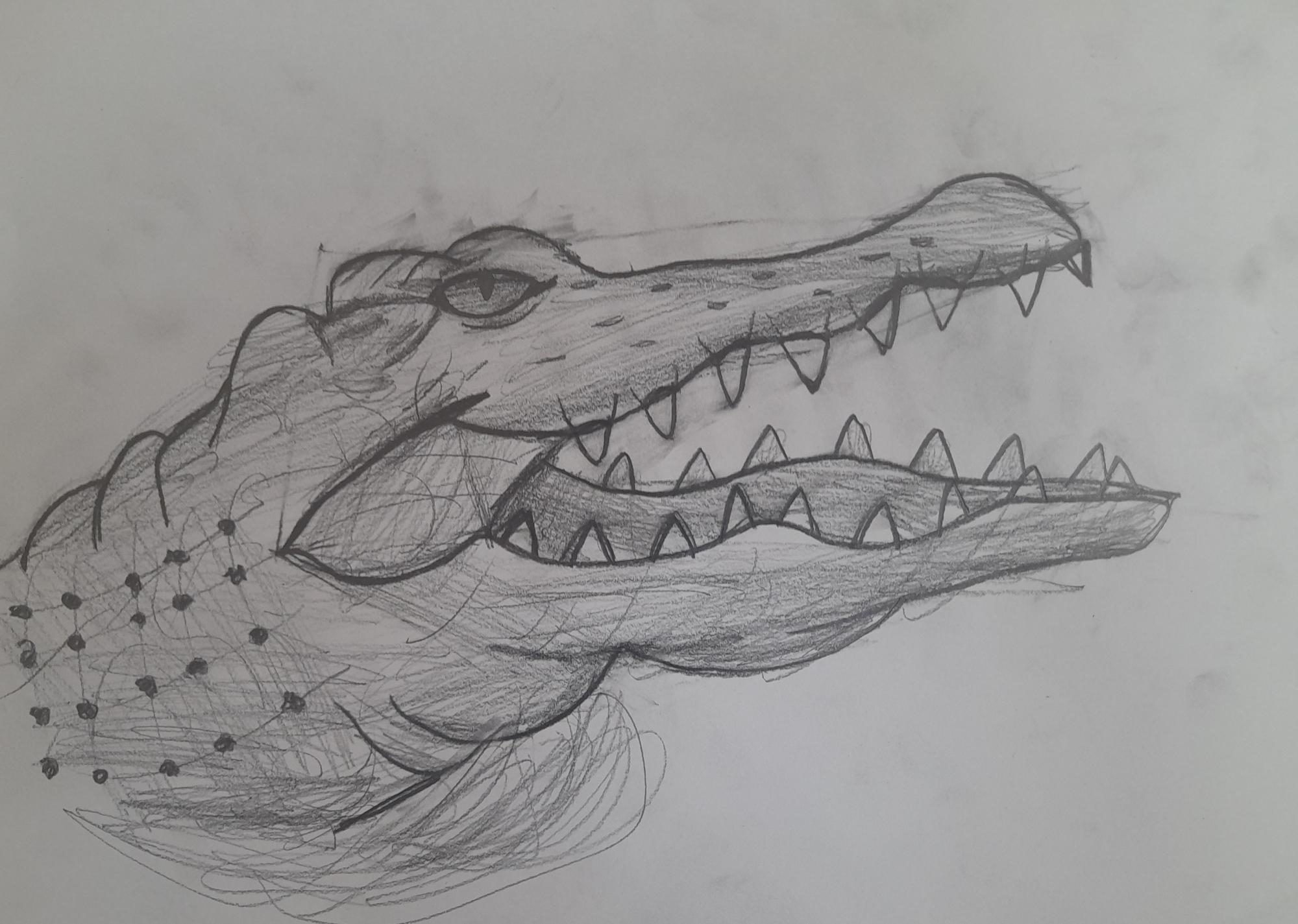 My sketch of a crocodile | Fandom