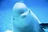 BlueBelugaWhale03's avatar