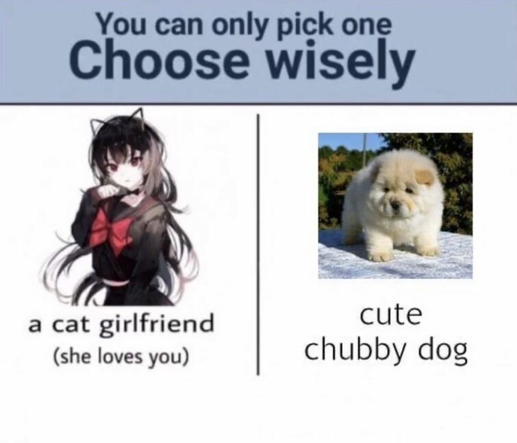 You can only pick 5 перевод. Chubby Dog.