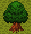 Teak