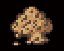 Cedar Chip