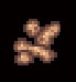 Lion Droppings-0