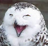 Owl Editor's avatar