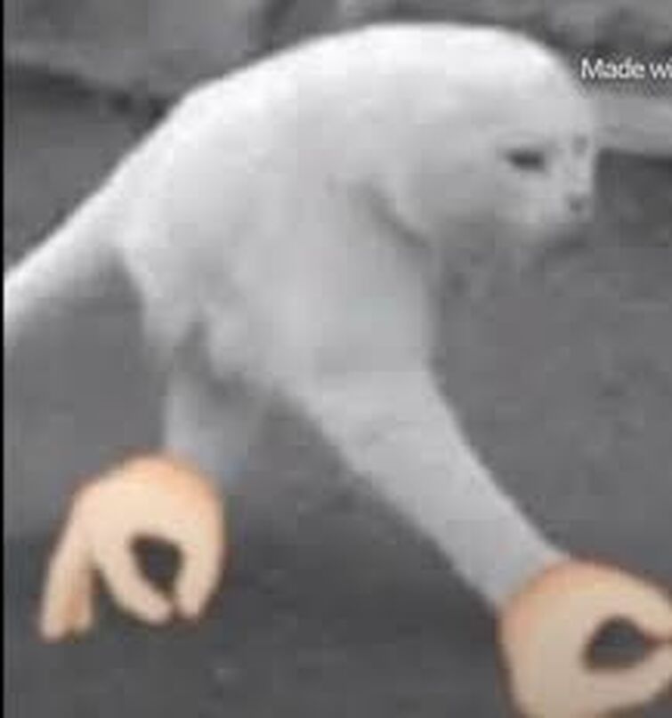 Cursed Cat Images