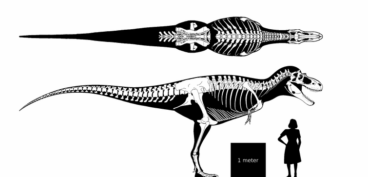 The Alberta giga chad, Albertosaurus! Credit goes to Randomdinos and ...