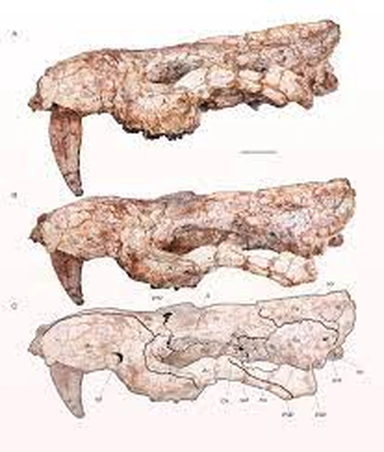 Fish News 10/16/2023 new sabertoothed marsupial and a new